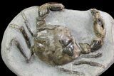 D Fossil Crab (Pulalius) Washington - Washington State #67569-1